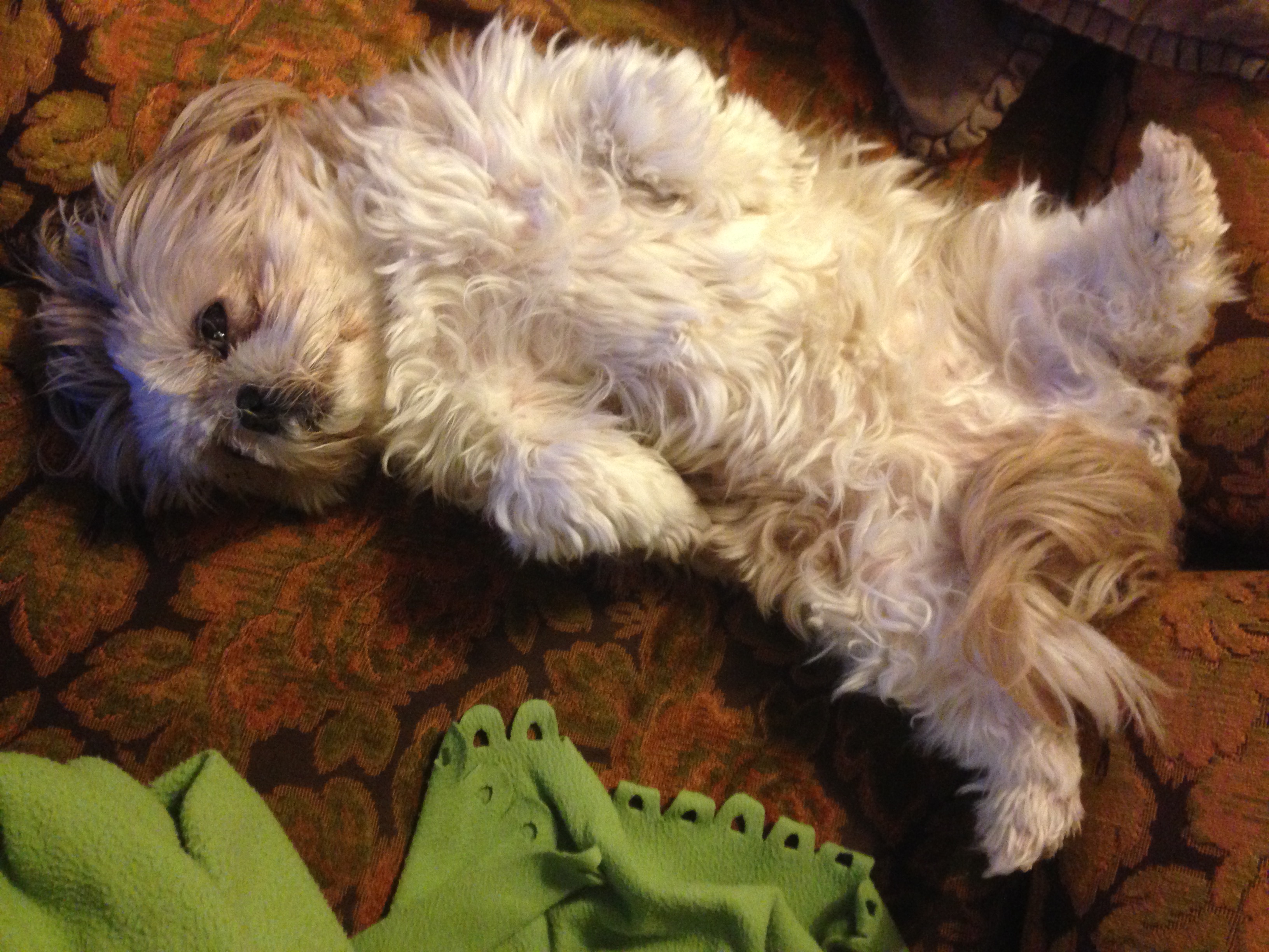 shih tzu information uk shih tzu dogs breed information omlet shih tzu information uk shih tzu dogs breed information omlet