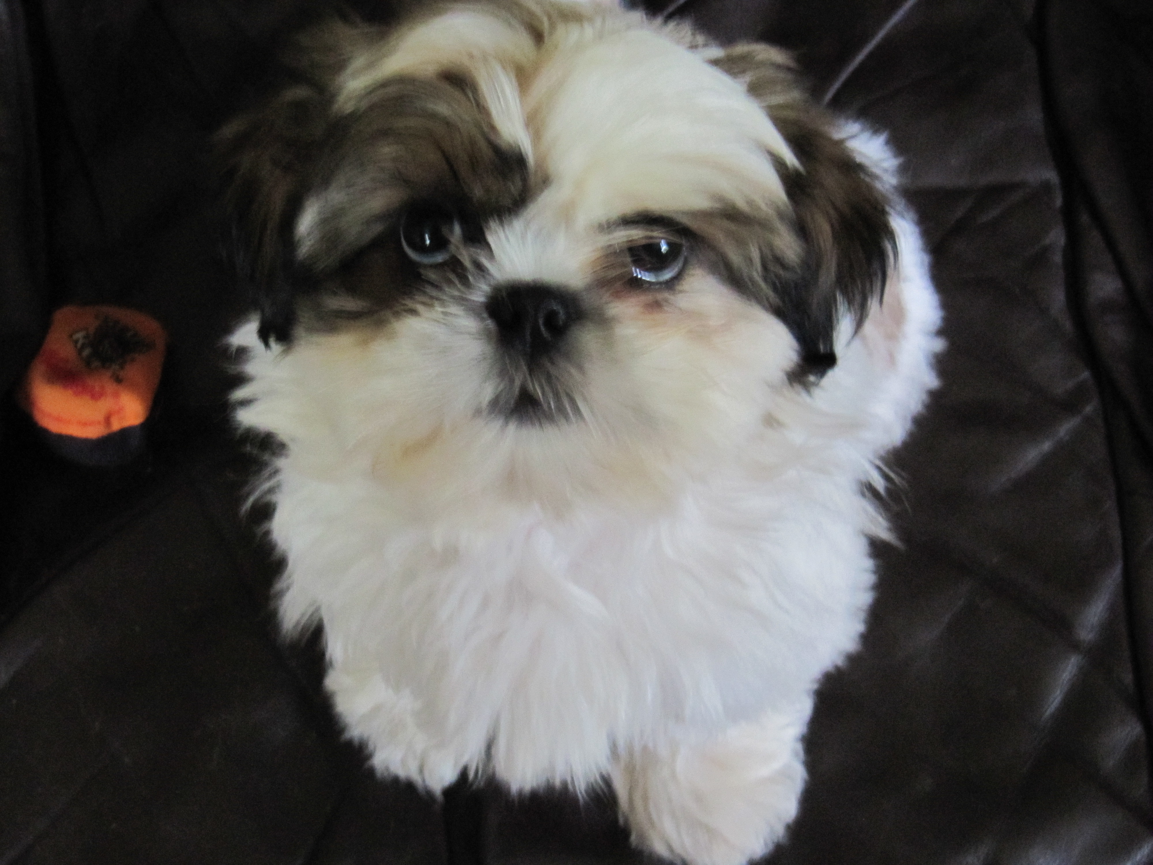 shih tzu kidney failure shih tzu dogs breed information omlet shih tzu kidney failure shih tzu dogs breed information omlet