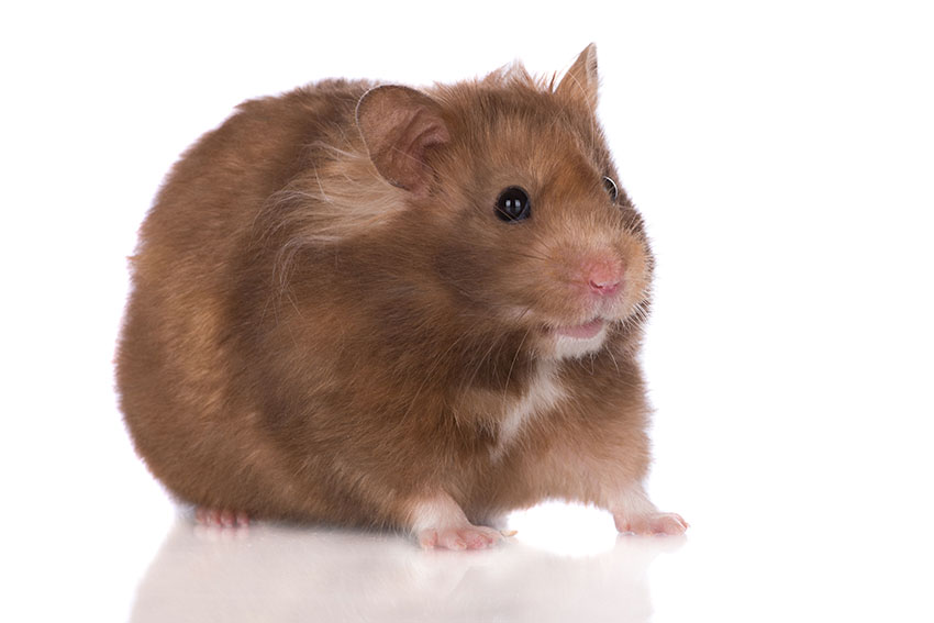 Hamster Varieties Getting A Hamster Hamsters Guide Omlet UK