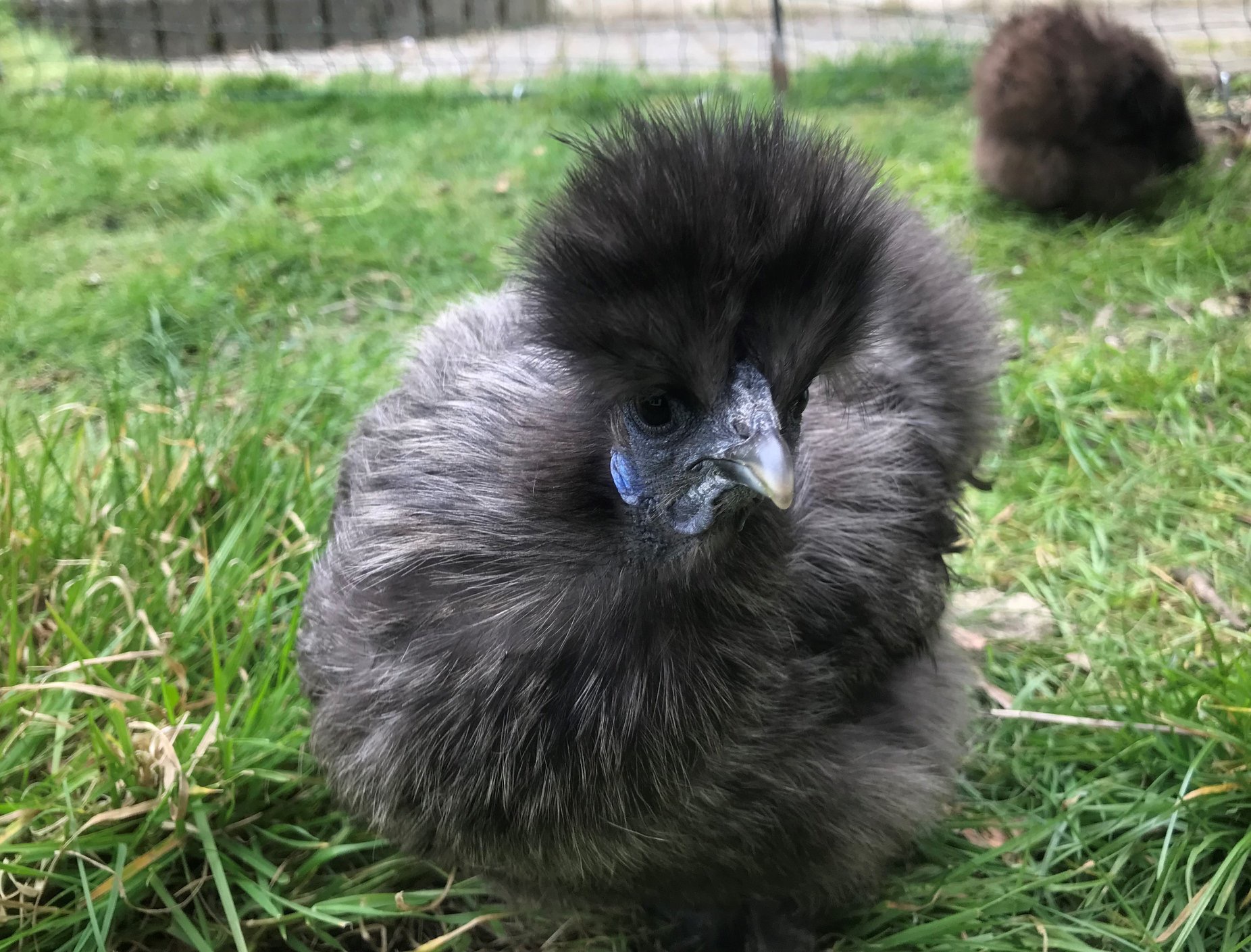 silkie chicken pictures silkie chicken pictures