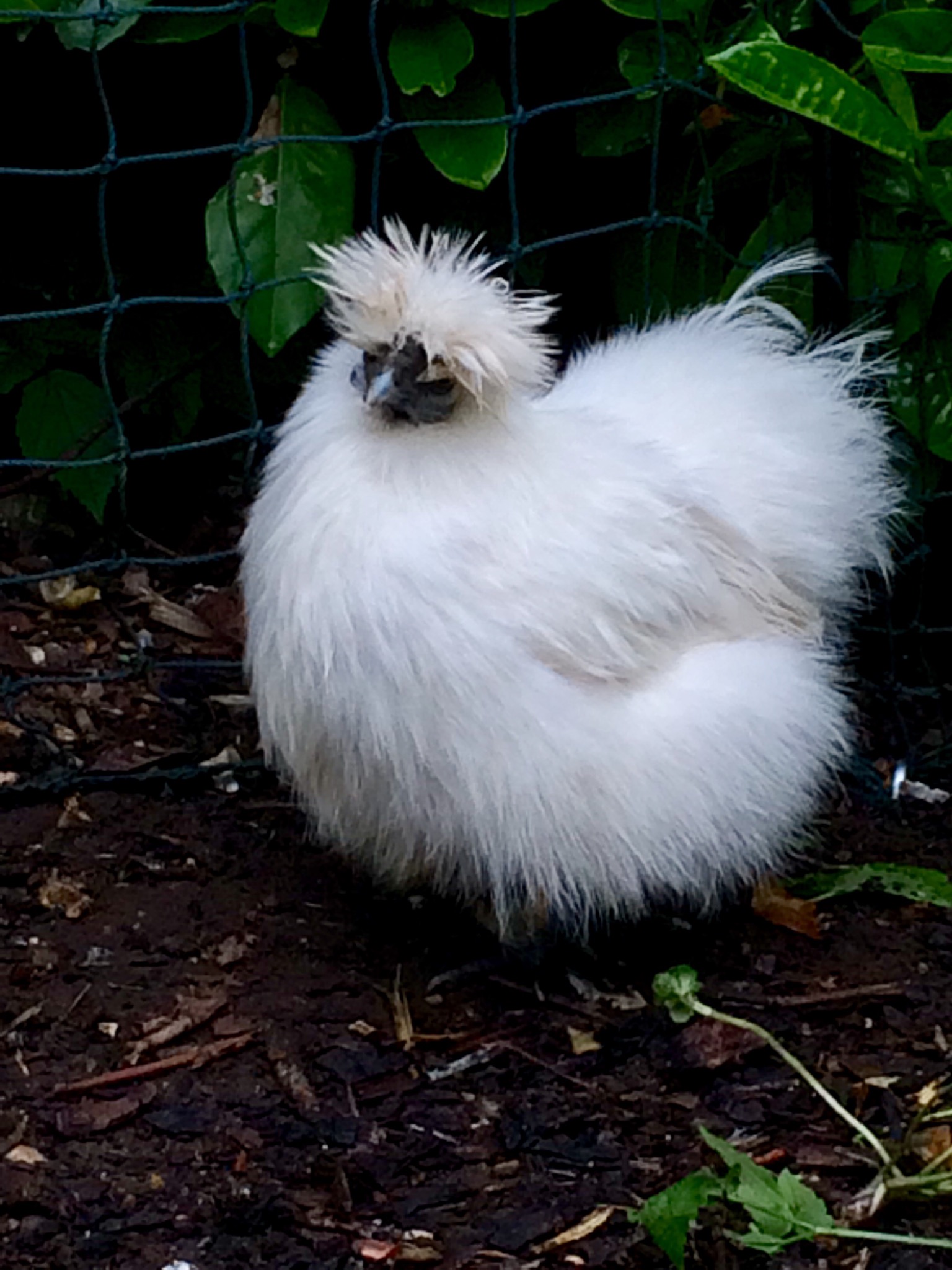 Silkie Chicken Chicks For Sale 64 - yl0k8wq