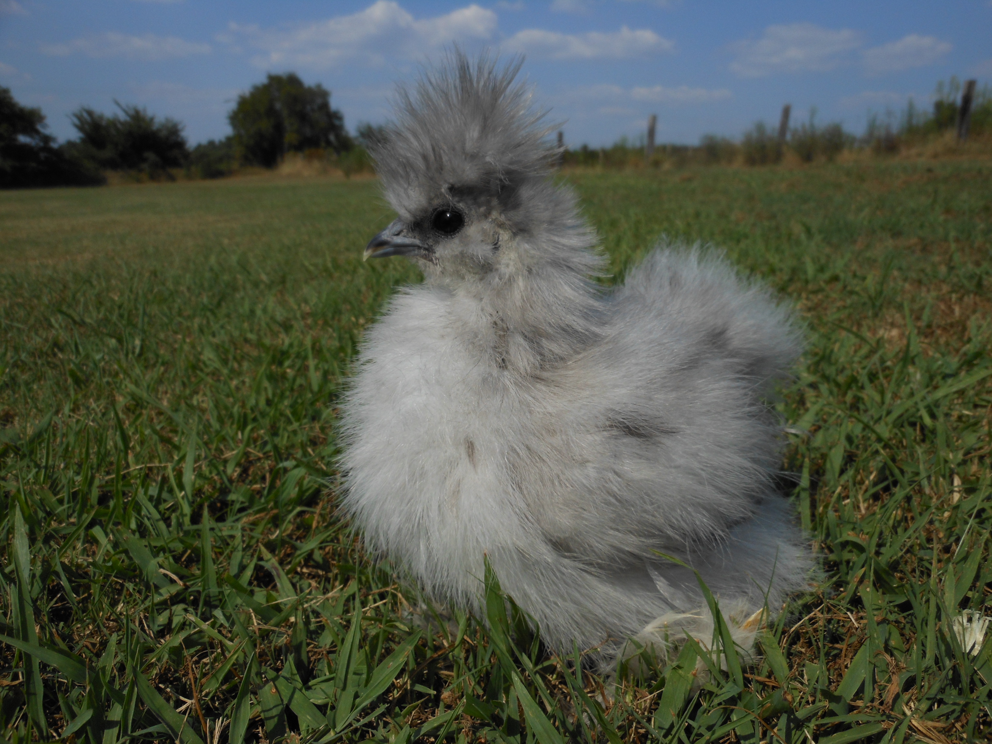 Silkie For Sale Chickens Breed Information Omlet 