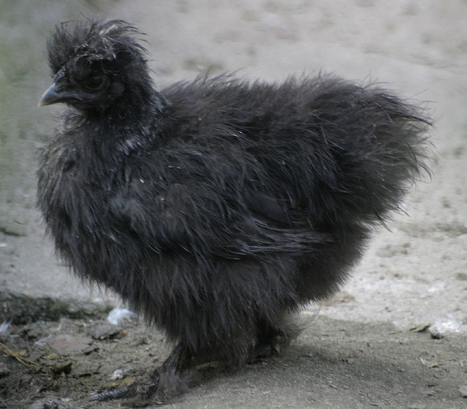 Как называется черная курица. Черные куры. Черный цыпленок. Чёрная курица. Порода чёрных кур.