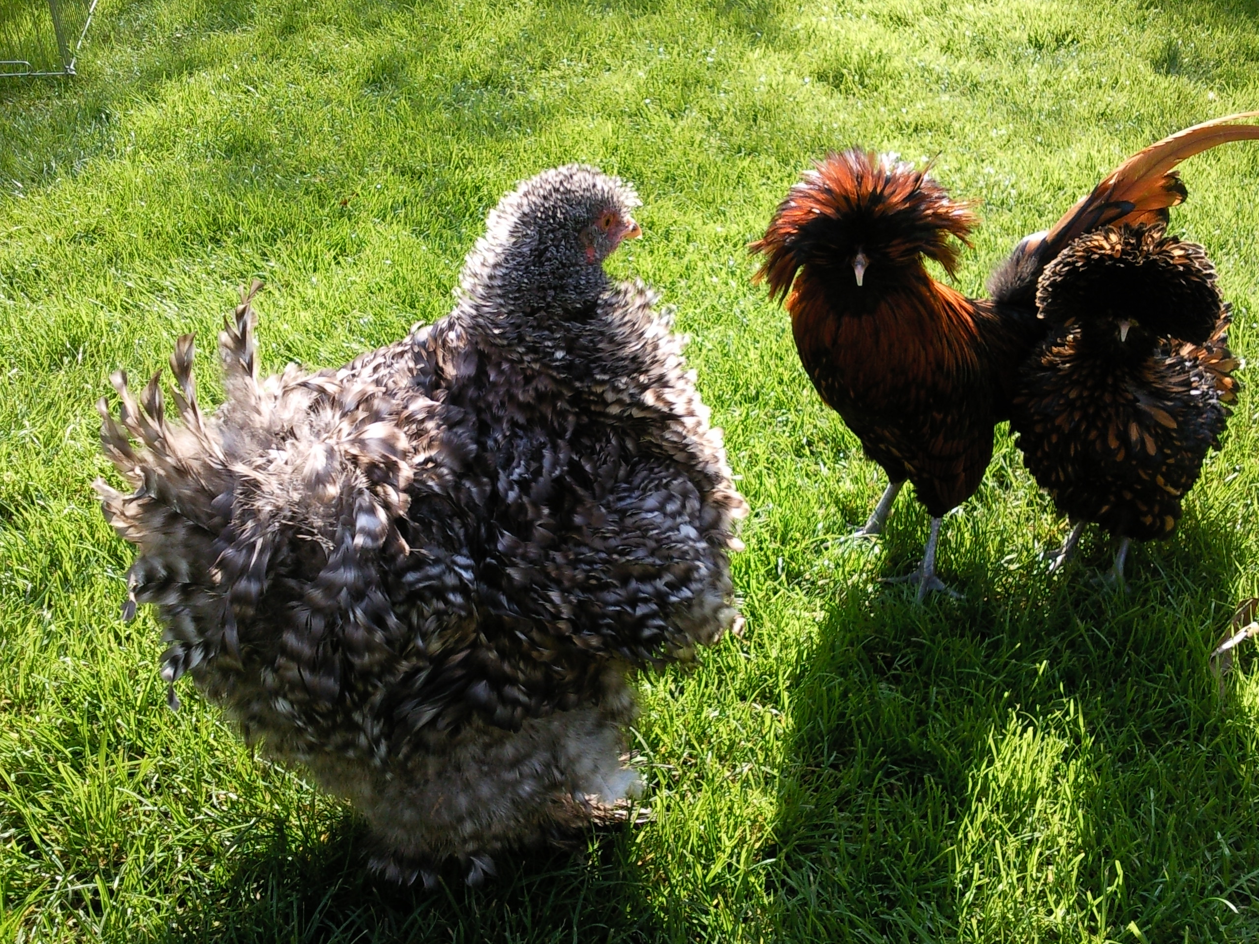 Cochin For Sale Chickens Breed Information Omlet 