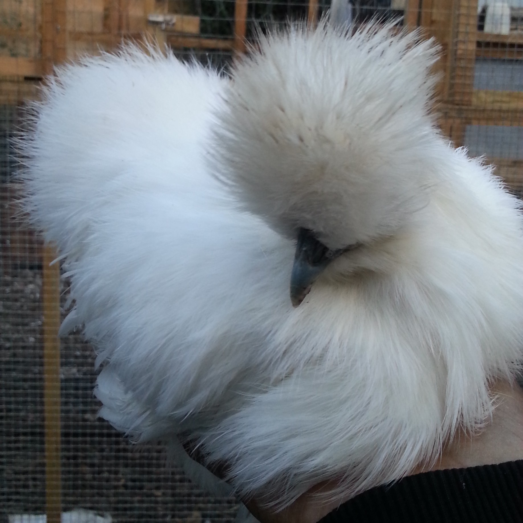 Silkie Chicken Chicks For Sale 64 - drv8jo7