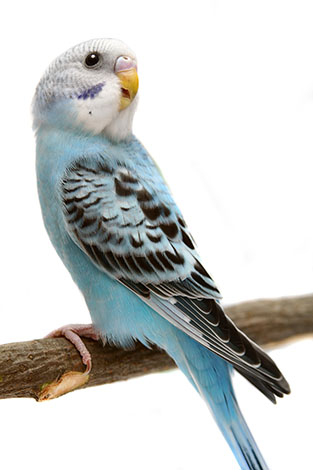 spangle budgie