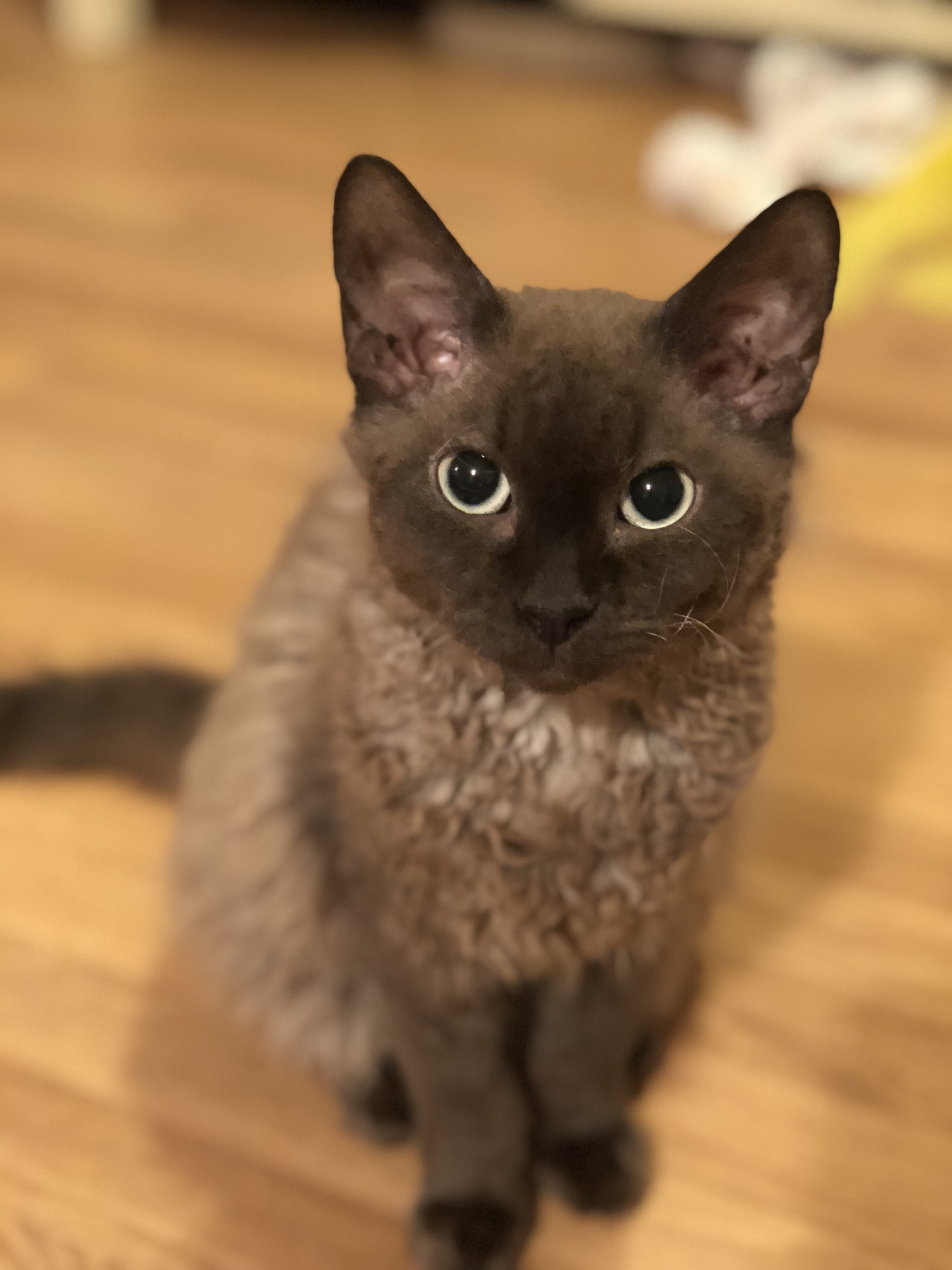 sphynx cats breed information