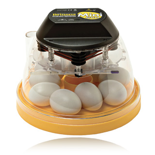 Incubation and Rearing