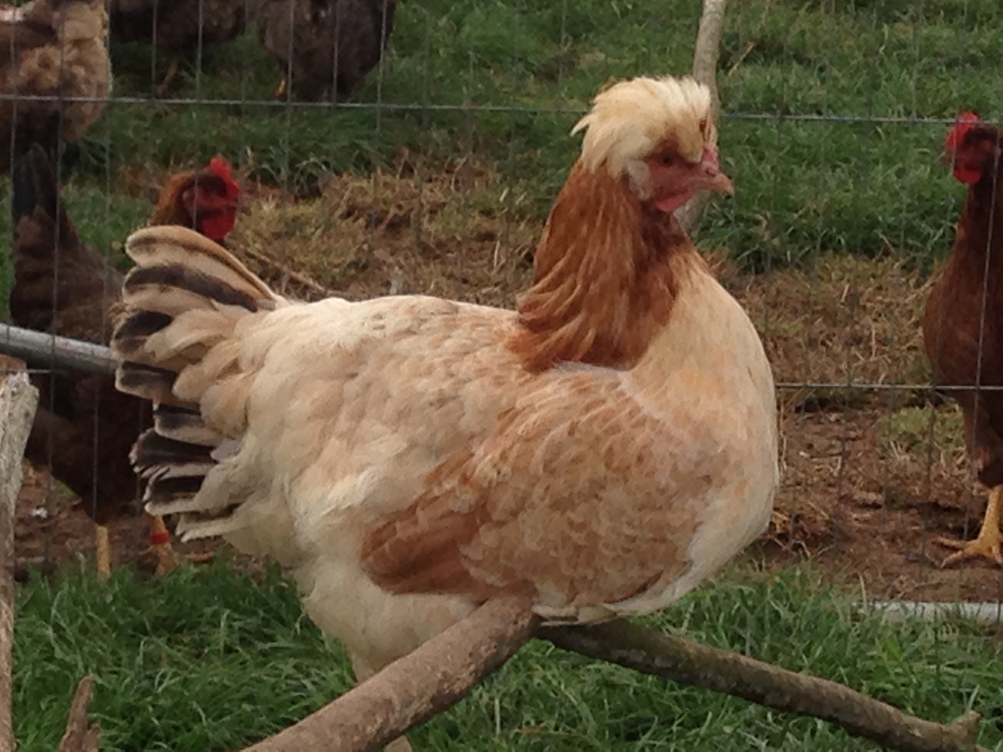 Sulmtaler For Sale Chickens Breed Information Omlet