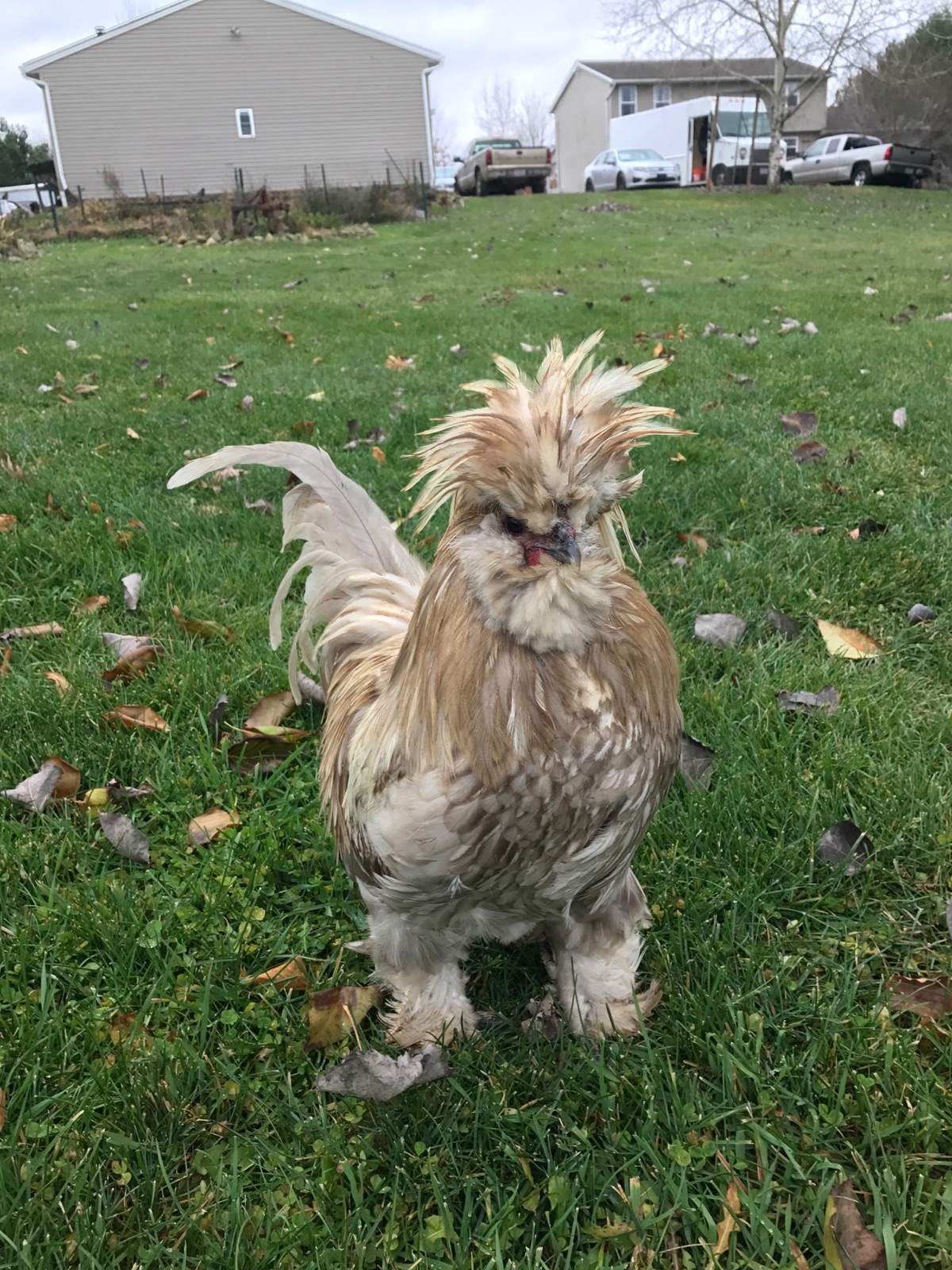 Sultan For Sale Chickens Breed Information Omlet