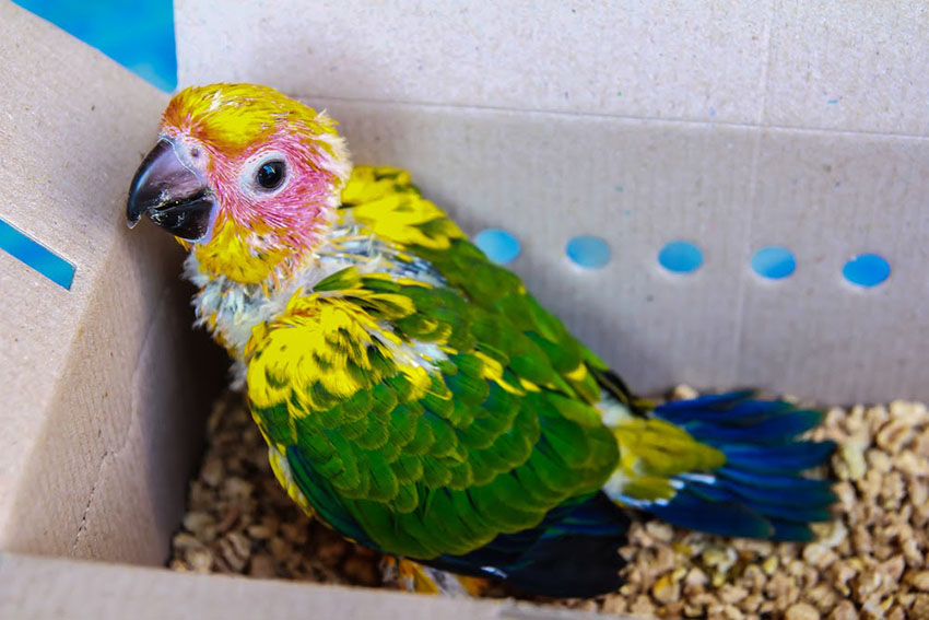 Sun Conure chick