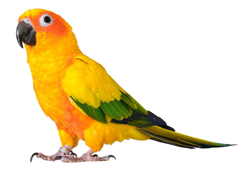 Sun Conure