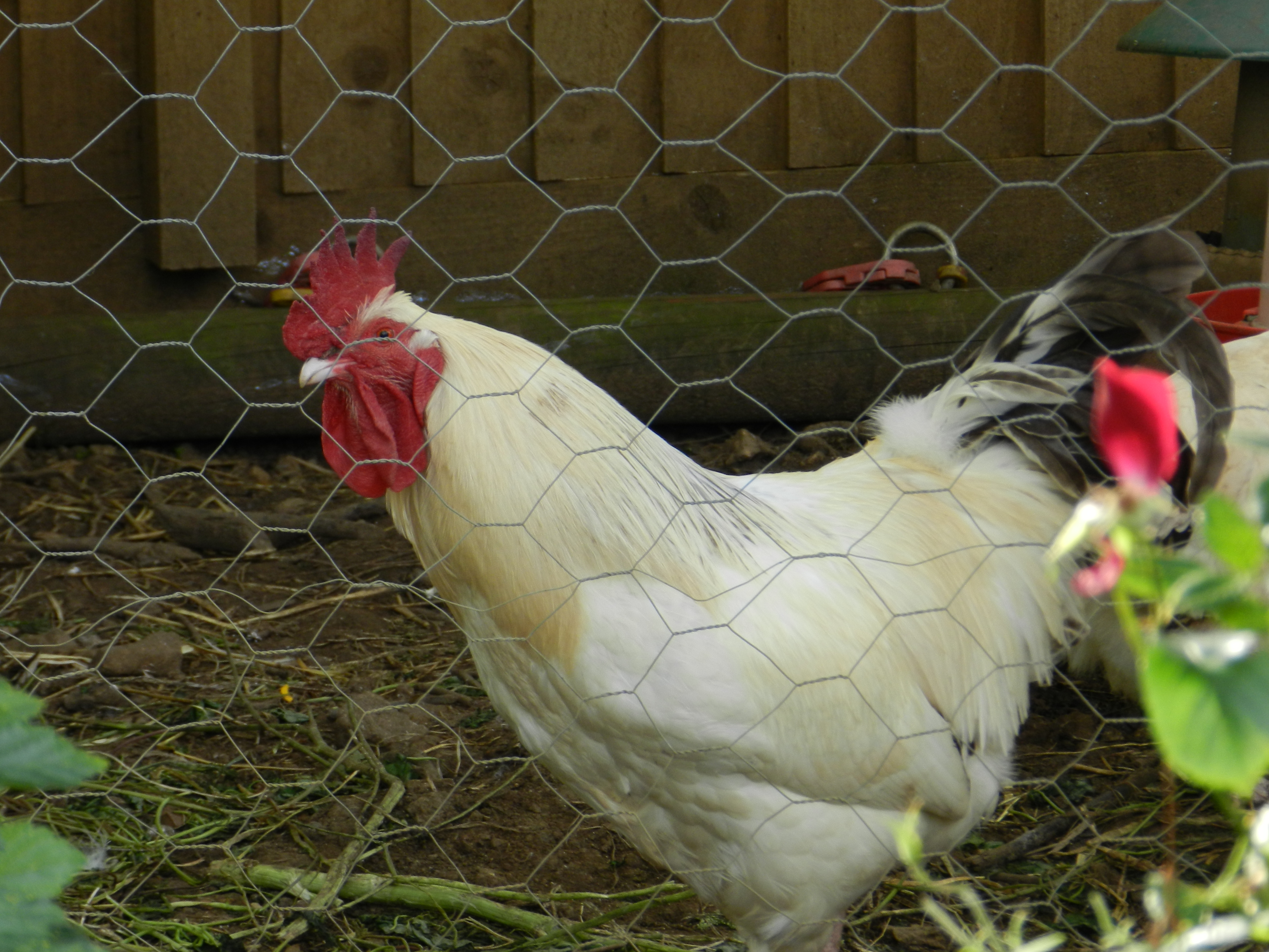 sussex-for-sale-chickens-breed-information-omlet