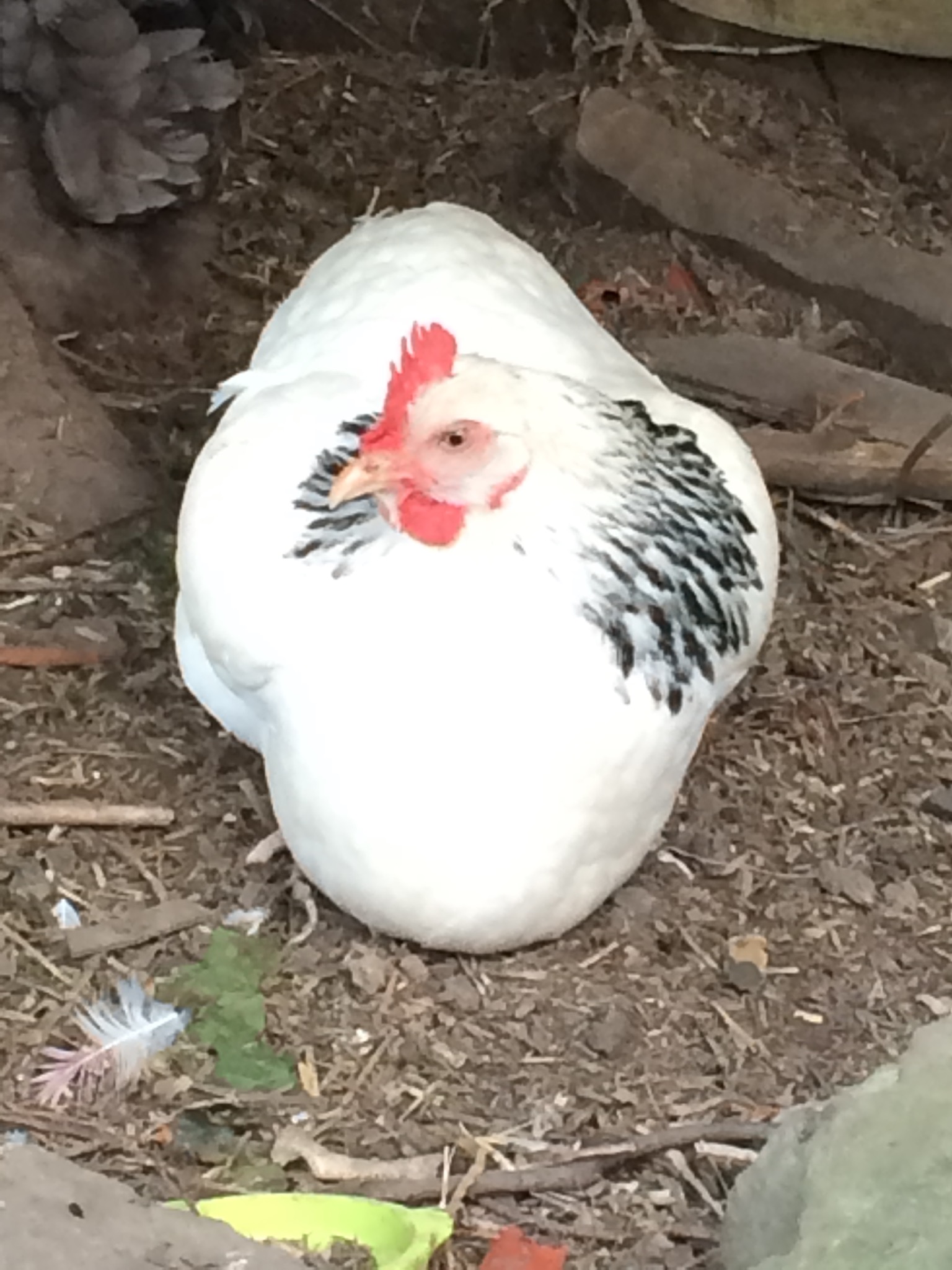  Sussex For Sale Chickens Breed Information Omlet