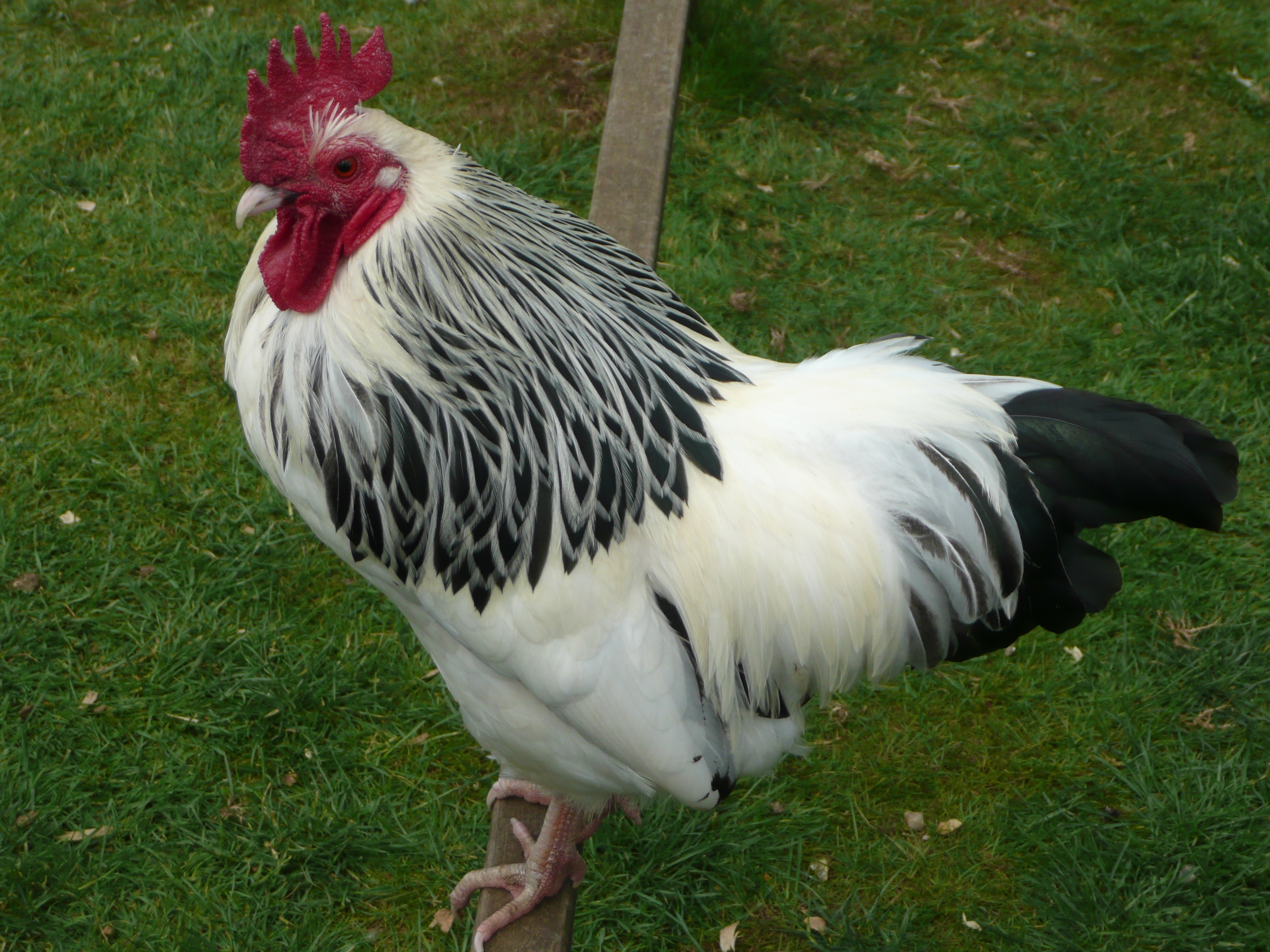 Sussex For Sale  Chickens  Breed Information  Omlet