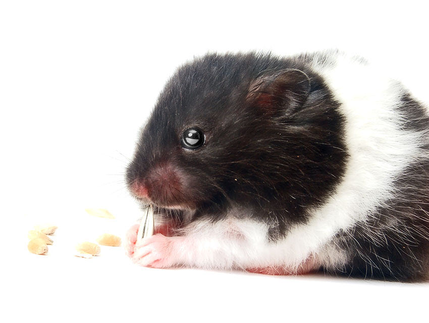 Blue Streak Hamsters - ABOUT THE SYRIAN HAMSTER The Syrian Hamster