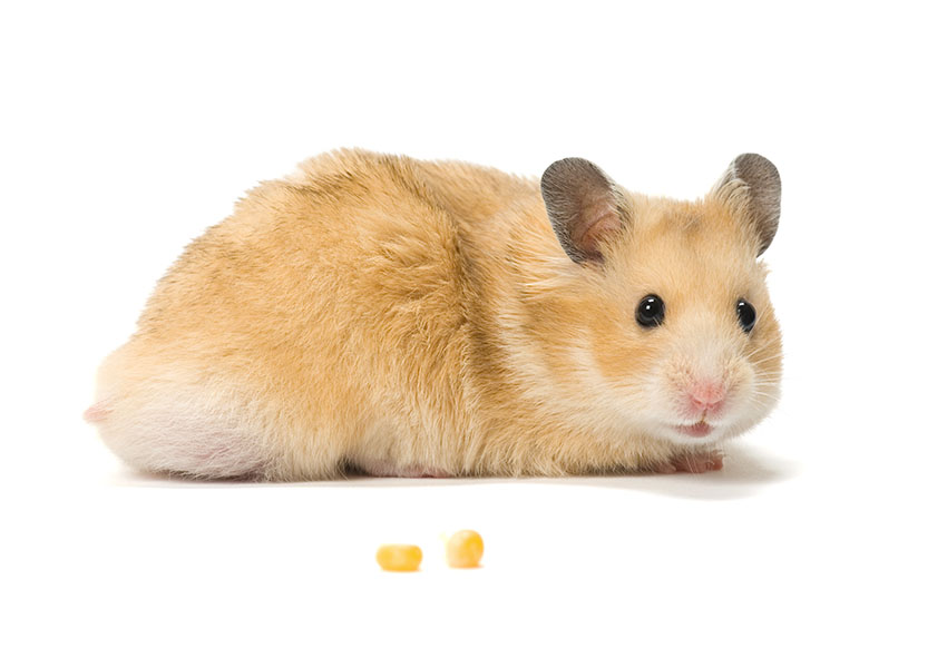 Here's How To Get Your Hamster To Live A Long Time