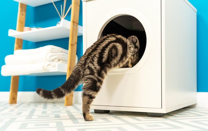 Tabby cat climbing into an enclosed cat litter box