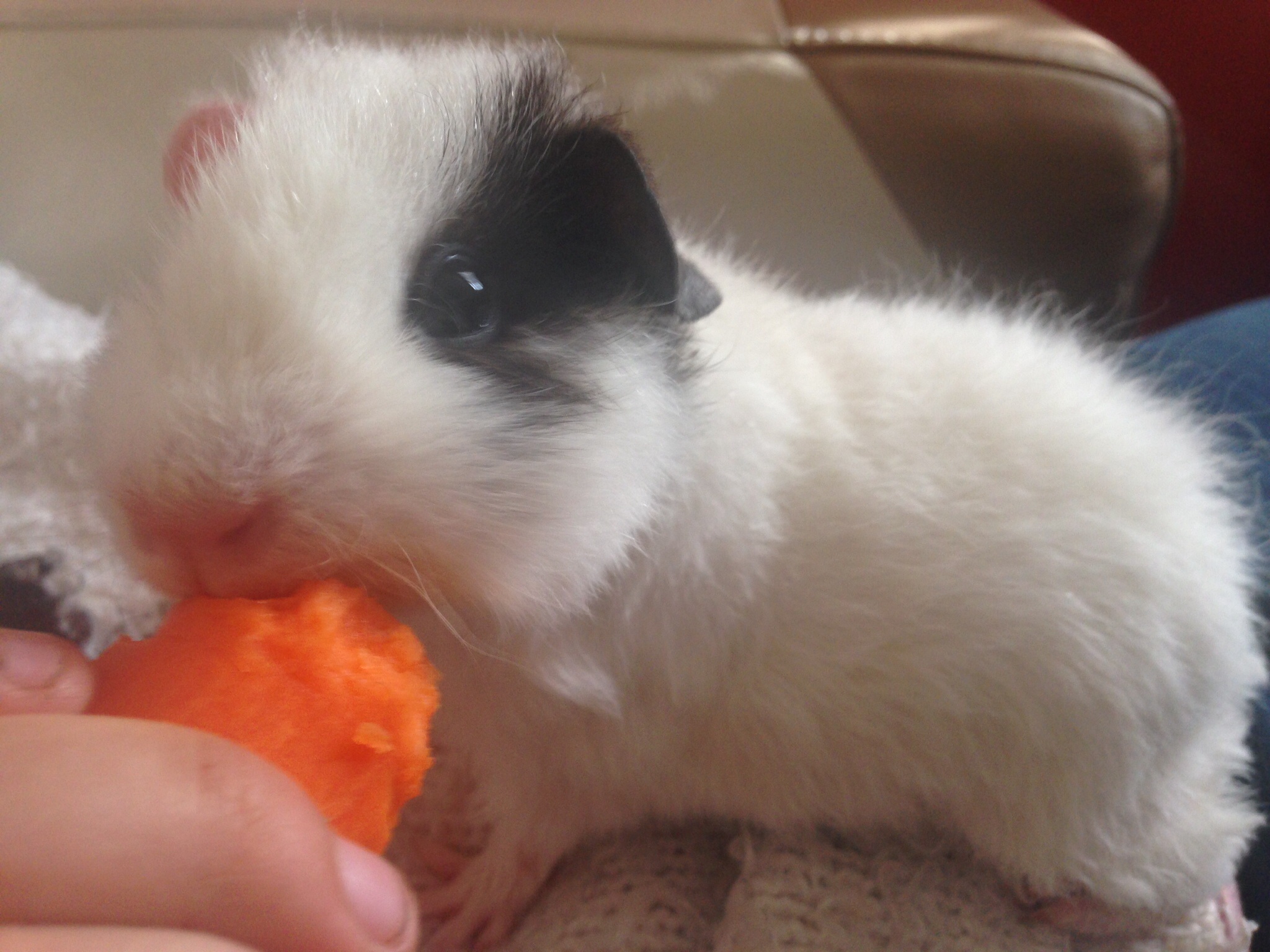 Teddy For Sale Guinea Pigs Breed Information Omlet