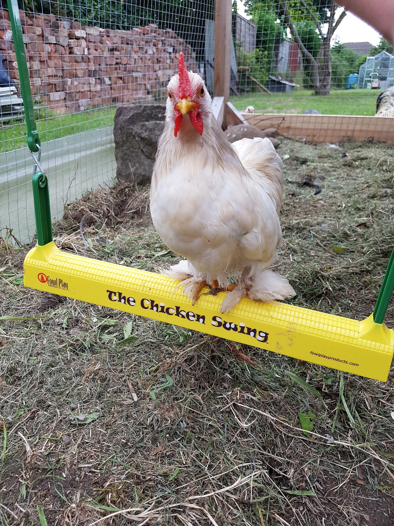 The Chicken Swing UK Number 1 Chicken Toy