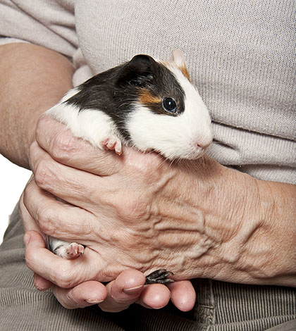 Guinea Pig Age is Important. How Old is Mine?