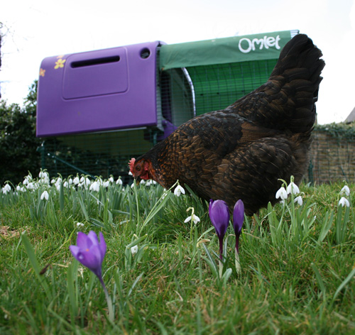  chickens eat garden plants