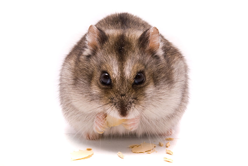 5 Types of Dwarf Hamster Breeds
