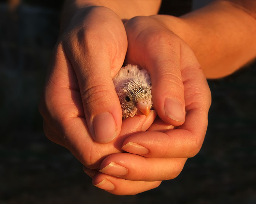 three week old budgie chick