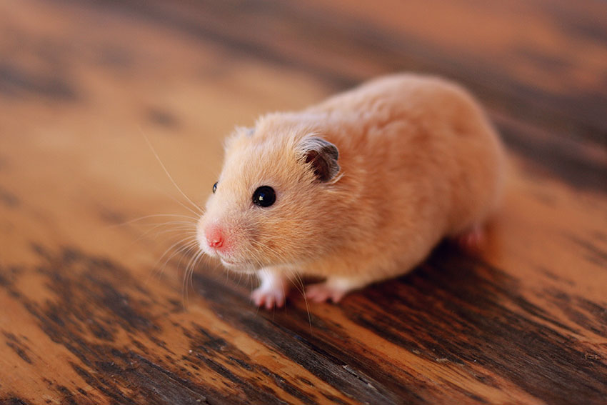 hamster lifespan- what am I doing wrong?