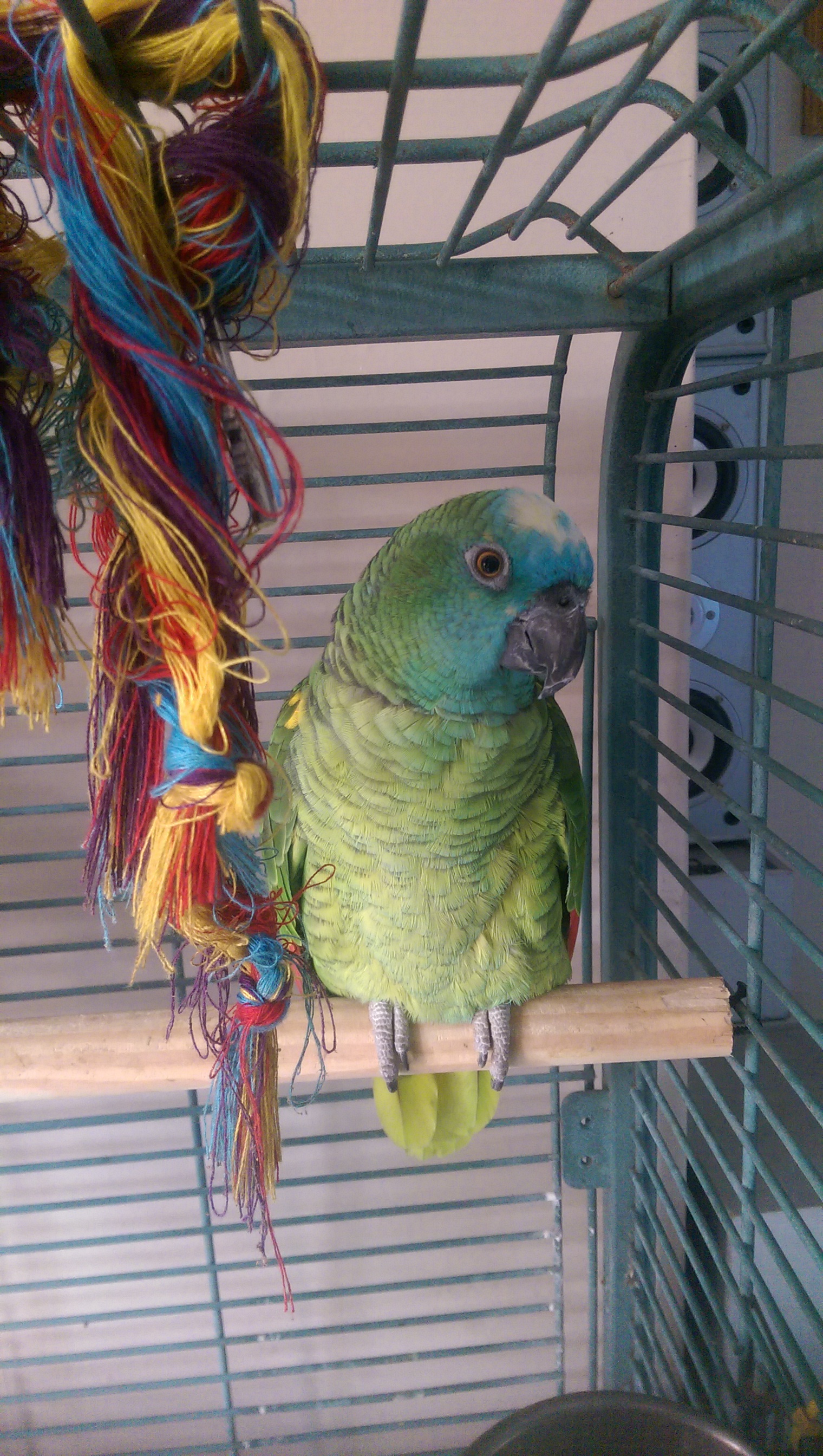 Turquoise Fronted Amazon Parrots Breed Information Omlet