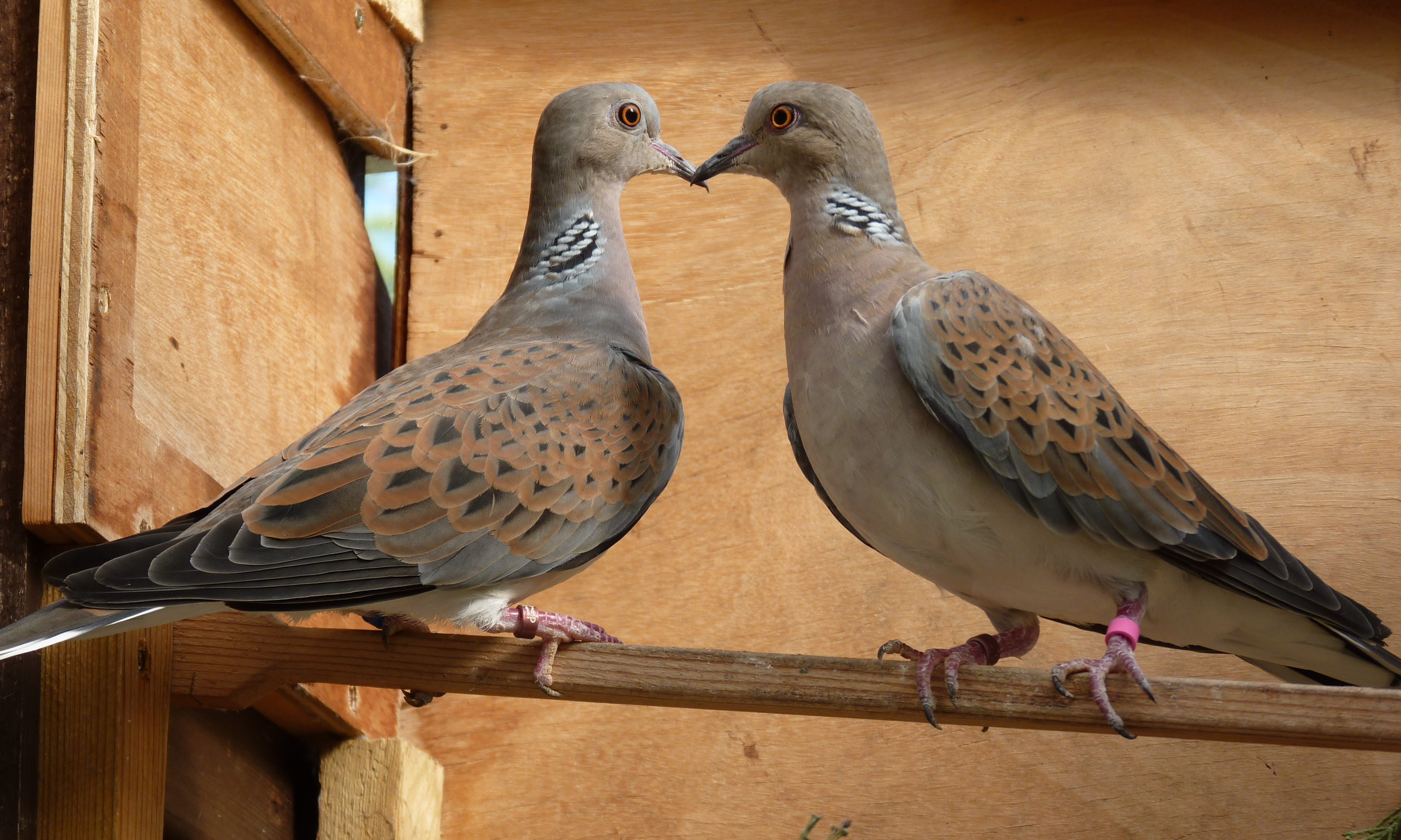Turtle Dove (Streptopelia Turtur) For Sale Pigeons and Doves Breed