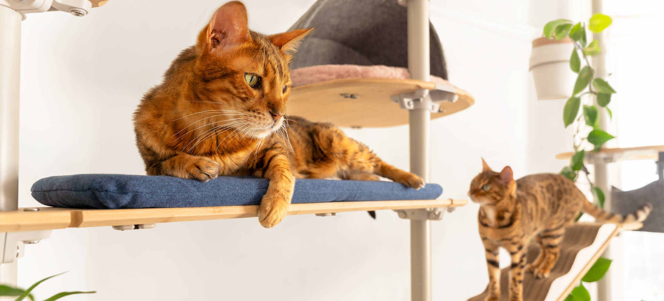 two Bengal cats playing on freestyle floor to ceiling cat tree