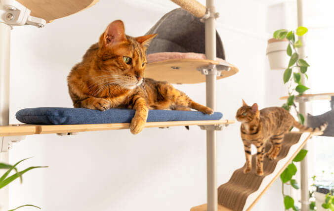 Two cats playing together on a cat tree