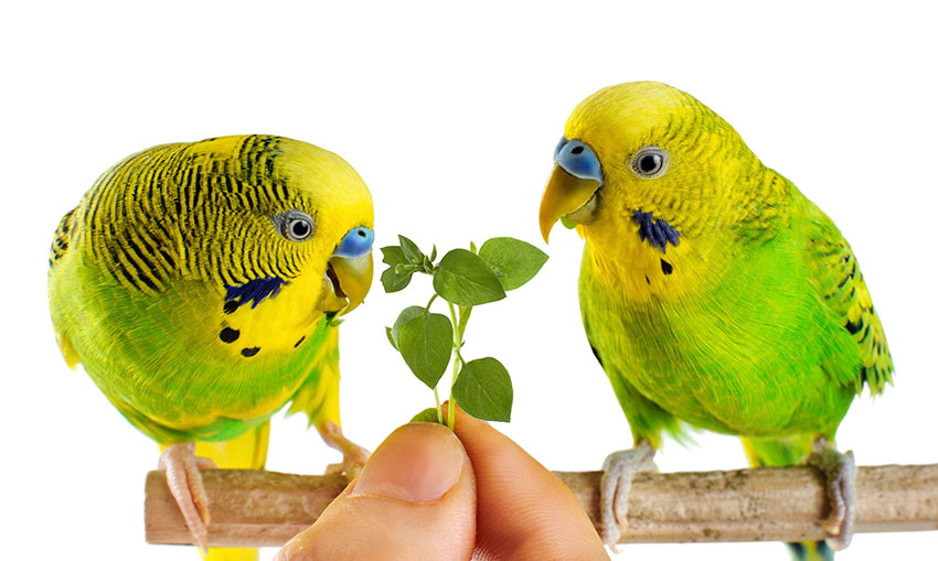 What To Feed Parakeets