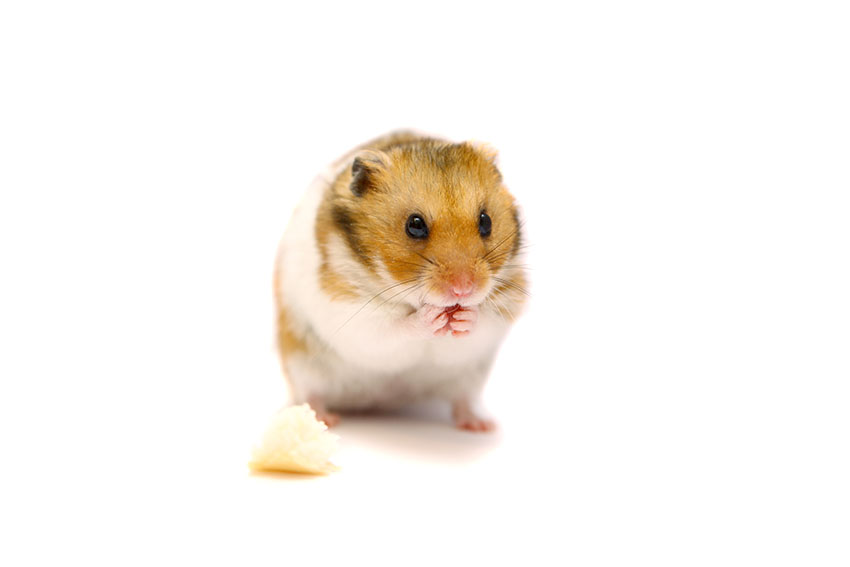 Bathing hamster in best sale water