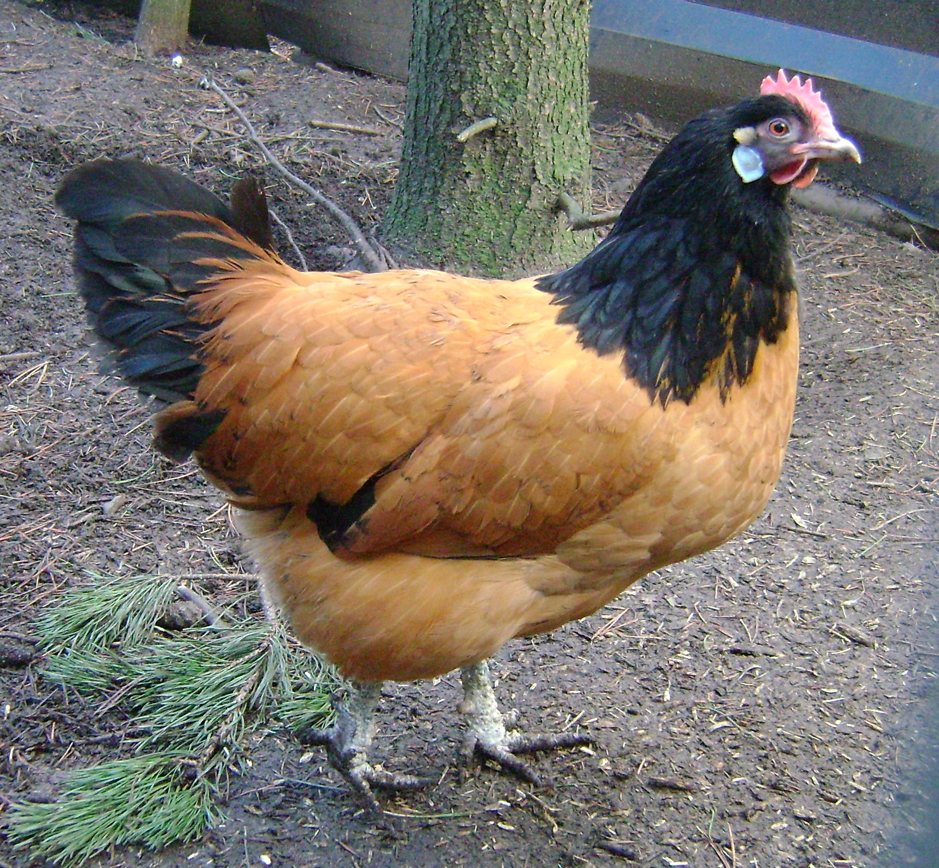 Vorwerk For Sale Chickens Breed Information Omlet