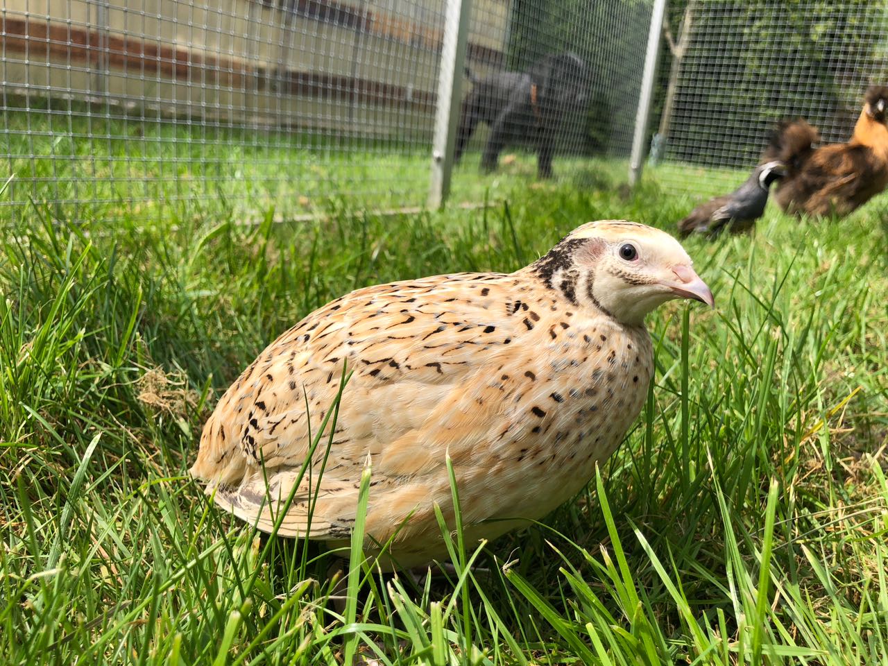 Raising Quail How To Raise Healthy Quail And Avoid