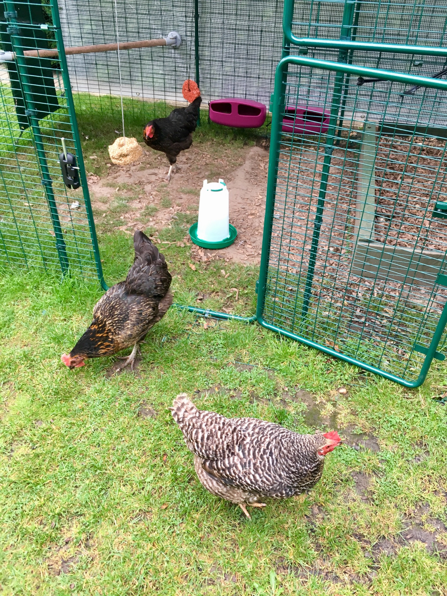 Walk In Chicken Run 2 X 2 X 1