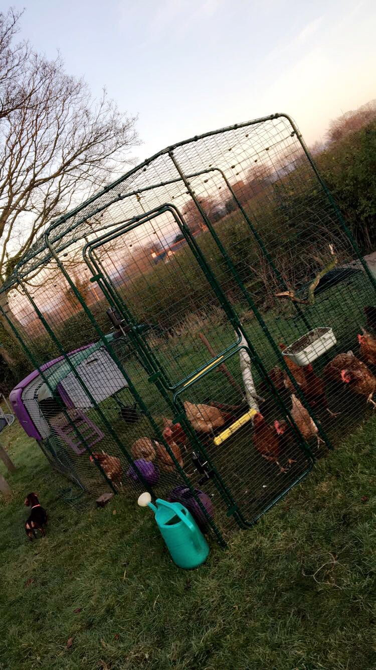 Walk in Chicken Run Large Outdoor Chicken Enclosure