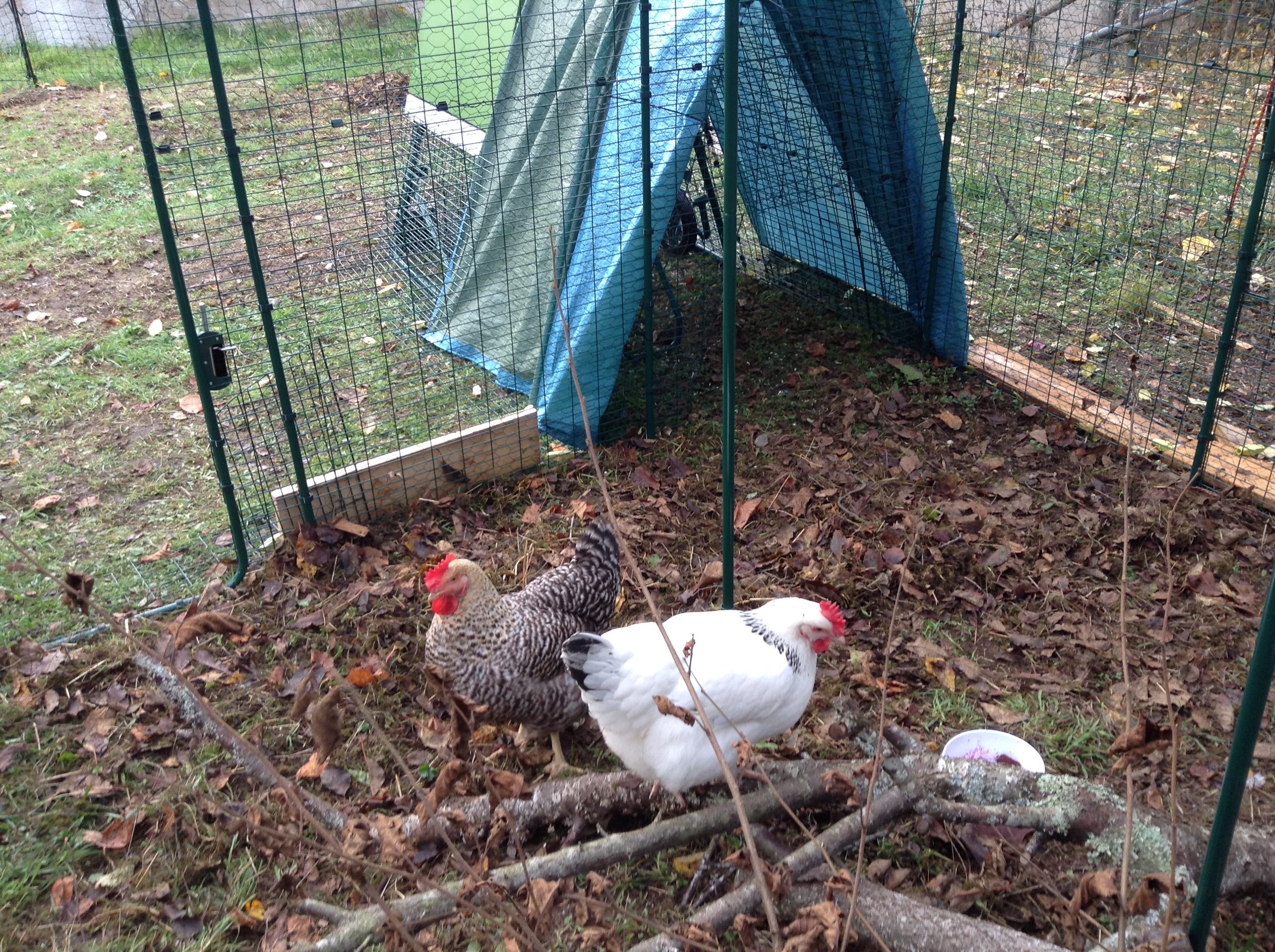 Walk in Chicken Run Large Outdoor Chicken Enclosure