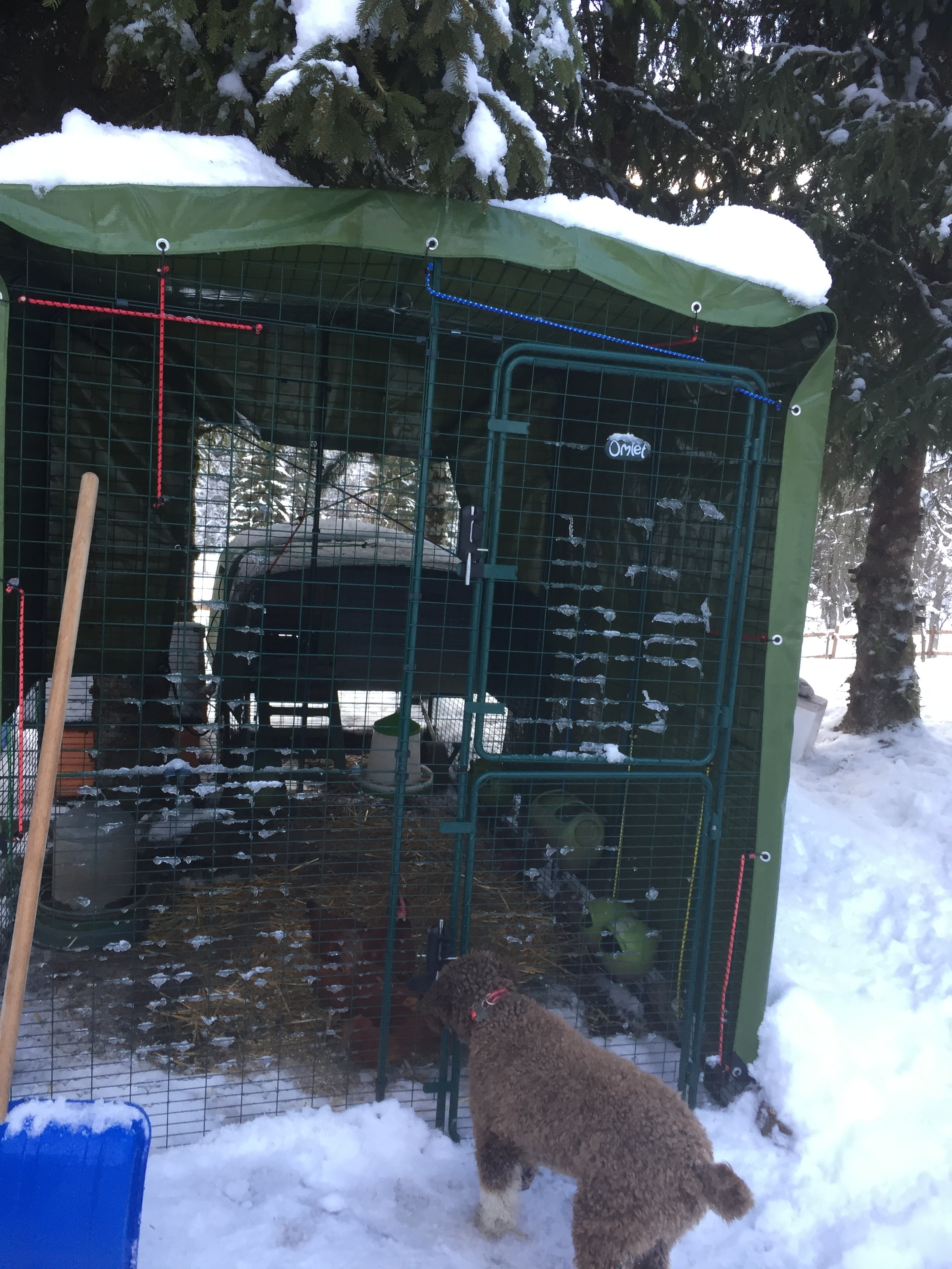 Walk in Chicken Run Large Outdoor Chicken Enclosure Walk in Chicken Run Large Outdoor Chicken Enclosure