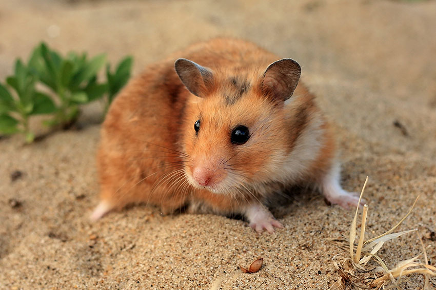 Hamster Lifespan and Tips on Increasing your Hamsters Life Expectancy