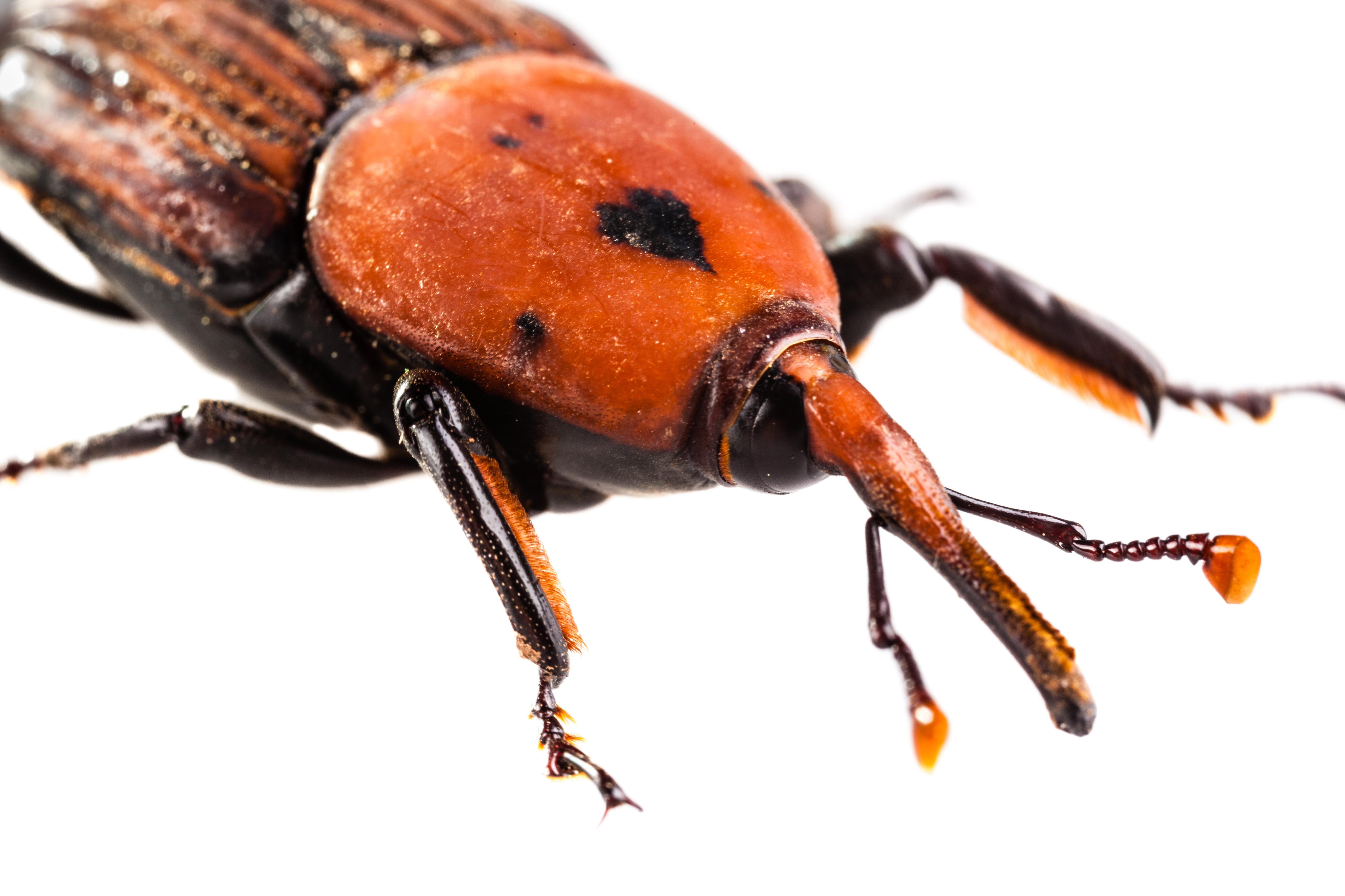 weevil closeup