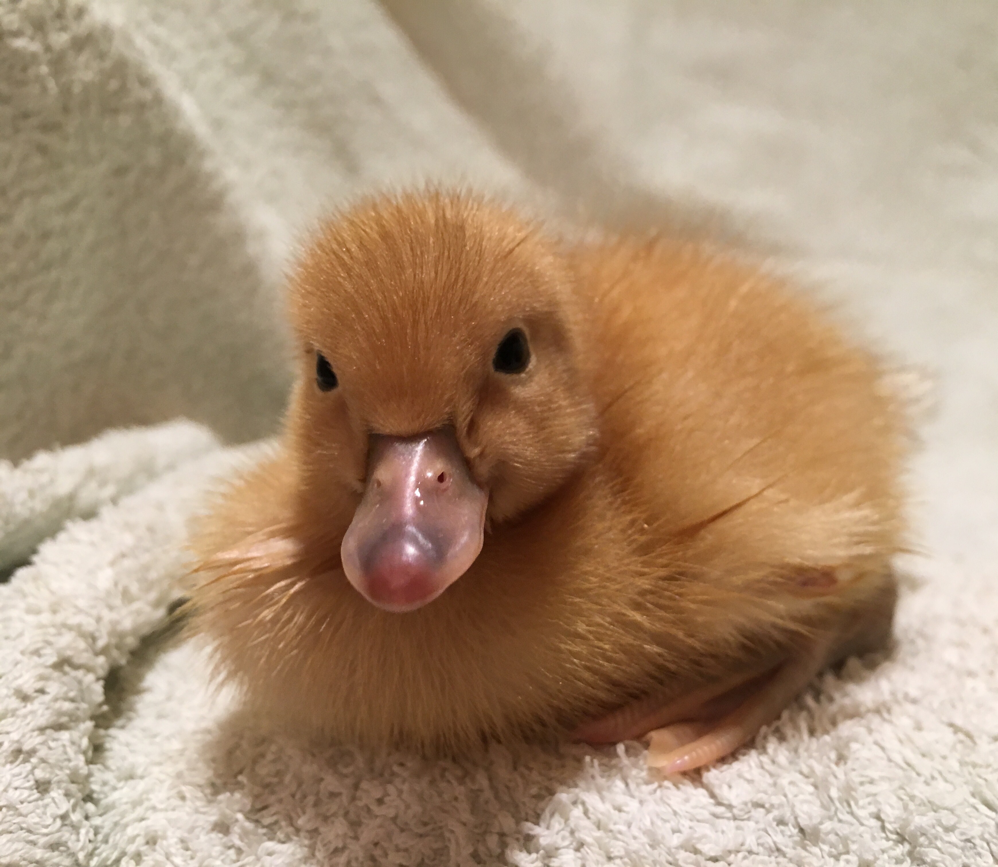 Welsh Harlequin For Sale Ducks Breed Information Omlet