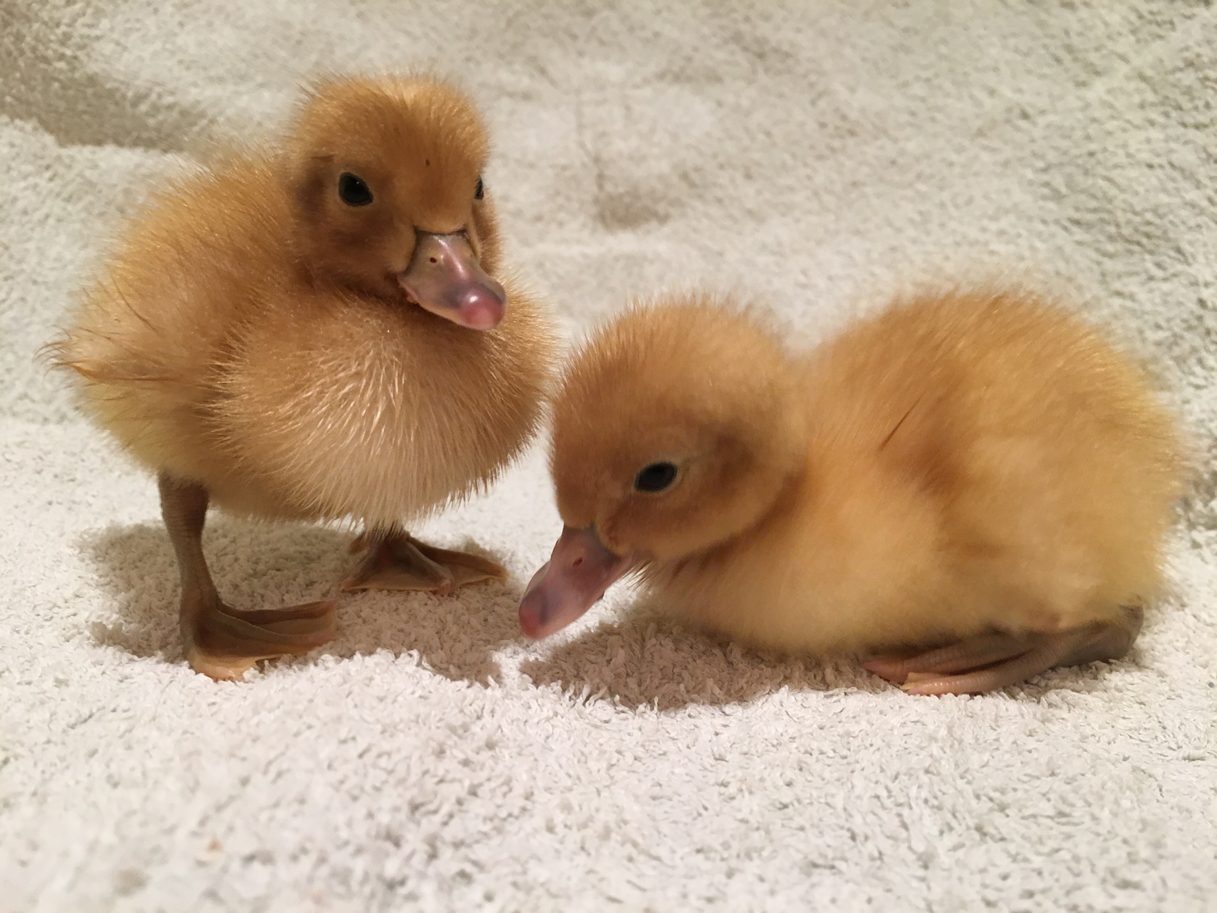Welsh Harlequin For Sale Ducks Breed Information Omlet