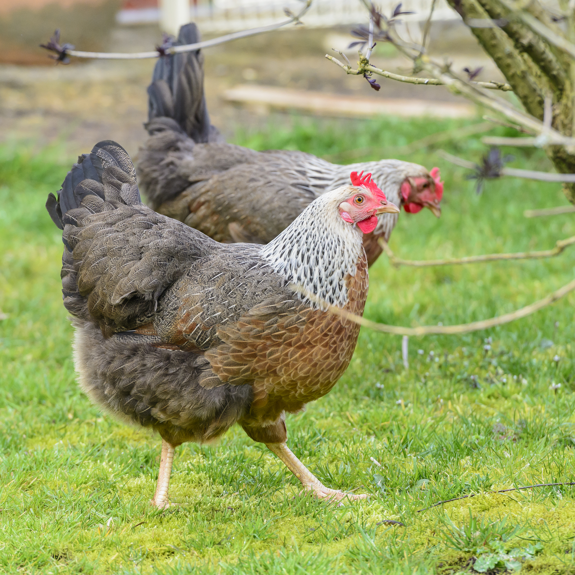Welsummer For Sale | Chickens | Breed Information | Omlet