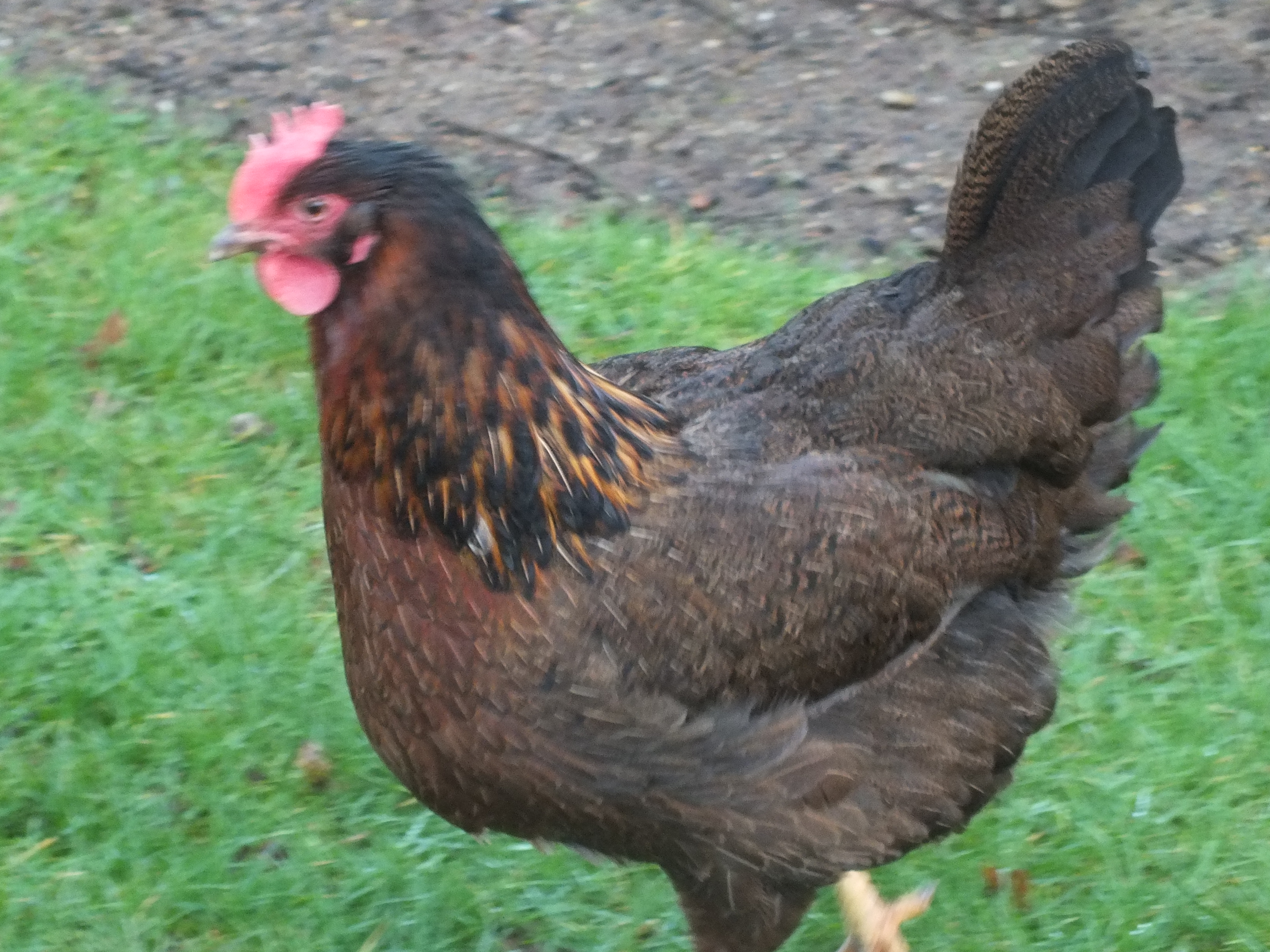 Welsummer For Sale | Chickens | Breed Information | Omlet