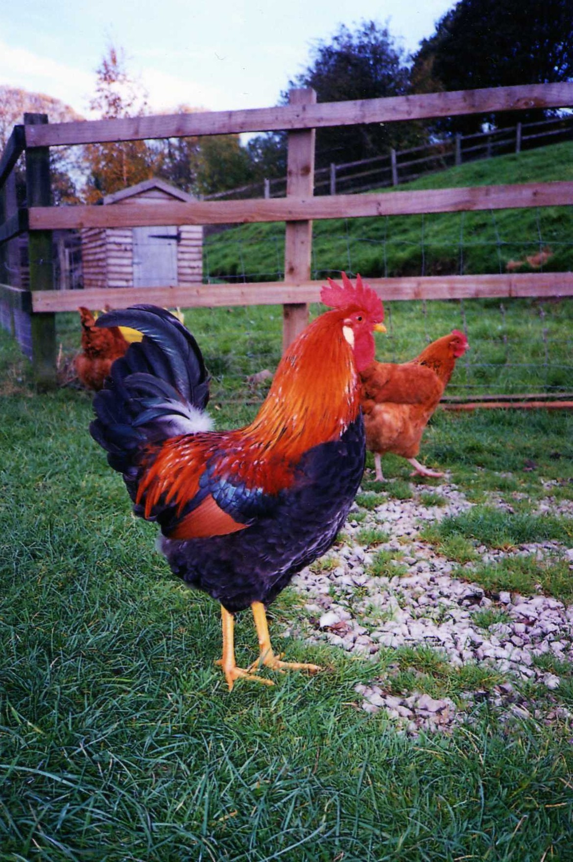 Welsummer For Sale Chickens Breed Information Omlet