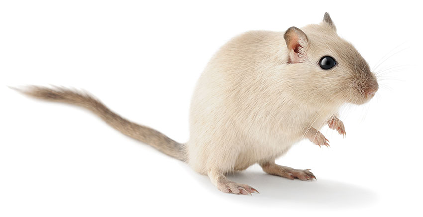 what gerbils need