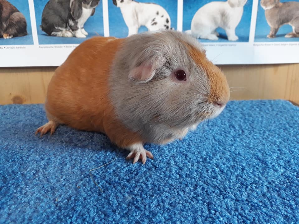 Guinea Pig Colours Choosing A Guinea Pig Guinea Pigs Guide